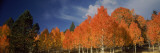 Low Angle View of Aspen Trees  Boulder Mountain  Utah