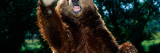 Grizzly Bear on Hind Legs
