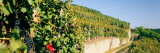 Gravel Road Passing Through Vineyards  Germany