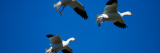 Three Snow Geese in Flight  Blue Sky  Bosque Del Apache  New Mexico