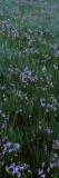 Shooting Star Flowers (Dodecatheon Meadia) in a Field  Crane Flat  Yosemite National Park