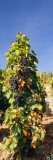 Grape Vines in a Vineyard  Germany