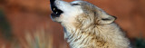 Wolf Howling