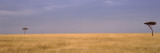 Two Trees On a Landscape  Masai Mara National Reserve  Kenya