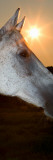 Sunstar Behind Horse