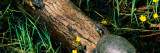 Midland Painted Turtle (Chrysemys Picta Marginata)