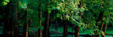 Algae-Covered Backwaters of Mississippi River  Upper Mississippi National Wildlife Refuge  Iowa