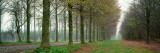 Lane With Trees  Chateau De Modave  Belgium