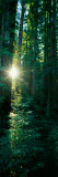 Low Angle View of Sunstar Through Redwood Trees  Jedediah Smith Redwoods State Park  California