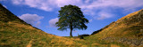 Lone Tree  Hadrian's Wall (Sycamore Gap) Northumberland  England