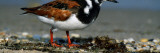 Adult Ruddy Turnstone Seabird (Arenaria Interpres) on Beach