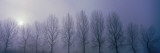 Trees in Mist  Damme  Belgium