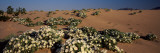 Birdcage Evening Primroses (Oenothera Deltoides) in a Desert  California