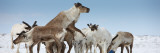 Reindeers (Rangifer Tarandus) in a Snow Covered Field  Chukotka  Siberia  Russia