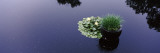 Water Lilies With a Potted Plant in a Pond  Olbrich Botanical Gardens  Madison  Wisconsin