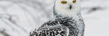 Snowy Owl in Snow  Michigan