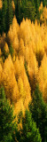 High Angle View of Autumn Color Larch Trees in Pine Tree Forest  Montana