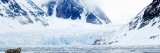 Bearded Seal (Erignathus Barbatus) Resting On An Ice Floe  Spitsbergen  Svalbard Islands  Norway