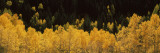 Aspen Trees in a Forest  Telluride  San Miguel County  Colorado