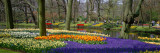 Keukenhof Garden  Lisse  the Netherlands