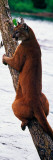 Female Cougar Perched on Leaning Tree Trunk  Minnesota