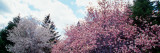 Blooming Star and Saucer Magnolia Trees  New York