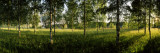 Birch Trees in a Forest  Imatra  South Karelia  Southern Finland