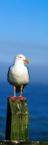 Western Gull Seabird on Post