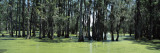 Trees in a Swamp  Magnolia Plantation and Gardens  Charleston