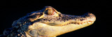 American Alligator (Alligator Mississipiensis)