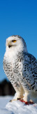 Snowy Owl (Nyctea Scandiaca) on Snow Perch