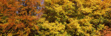 Autumnal Trees in a Park  Ludwigsburg Park  Ludwigsburg  Baden-Wurttemberg  Germany