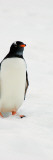 One Gentoo Penguin Walking in Snow  Antarctica