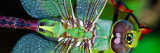 Green Darner Dragonfly