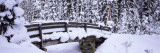 Snow Covered Footbridge in a Forest  Banff National Park  Alberta  Canada