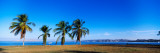 Palm Trees On The Beach  Puerto La Cruz  Anzoategui State  Venezuela