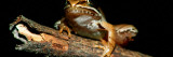 Wood Frog (Rana Sylvatica) on Dead Tree Branch