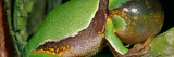 Pine Barrens Treefrog (Hyla Andersoni) on Branch