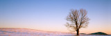Maple in Winter  Peacham  VT