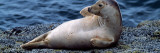 Seal Lying on Bass Rock  Scotland