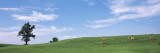 Cattle Grazing in a Field  Nesselwang  Bavaria  Germany