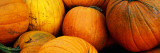 Pile of Harvested Pumpkins  Close Up