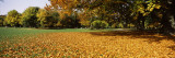 Autumnal Trees in a Park  English Garden  Munich  Bavaria  Germany