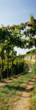 Gravel Road Passing Through Vineyards  Germany