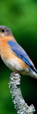Eastern Bluebird on Perch  Grub in Beak  Michigan