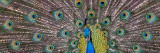 Peacock Bird Displaying Feathers