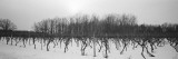 Vineyard On a Landscape