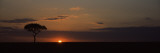 Sunrise Over a Landscape  Masai Mara National Reserve  Kenya
