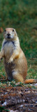 Prairie Dog Sitting Up in Grass  Looking At Camera  North Dakota