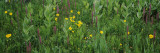 Flowers in a Field  Uncompahgre National Forest  Colorado